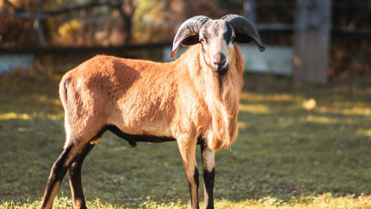 Ferienhof Gruene Kuh Elsteraue Eksteriør bilde